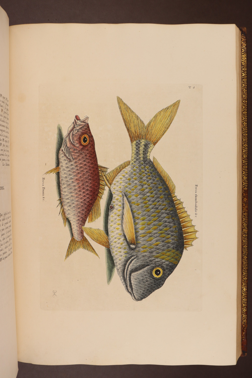 Plate 4